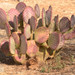 Santa Rita Pricklypear - Photo (c) turn off your computer and go outside, some rights reserved (CC BY-NC-SA)