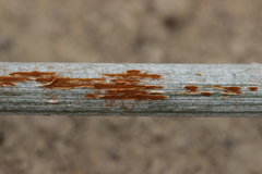 Puccinia graminis