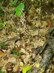 Tipularia discolor