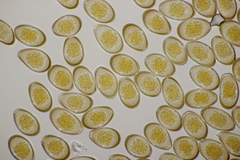 Puccinia graminis