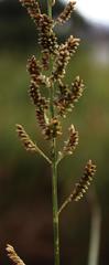 Echinochloa pyramidalis
