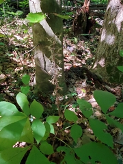 Tipularia discolor