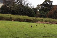 Echinochloa pyramidalis