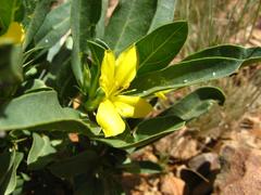 Barleria dinteri