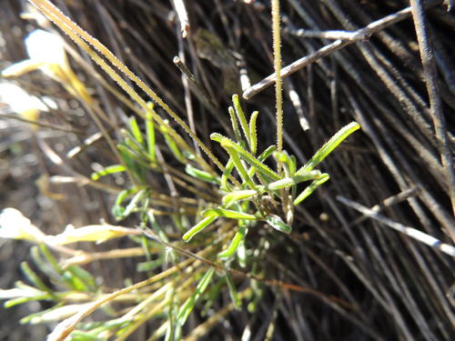 Oxalis argyrophylla (Oxalis argyrophylla)
