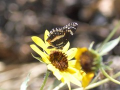 Chlosyne lacinia crocale