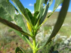 Barleria dinteri