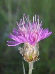 Centaurea