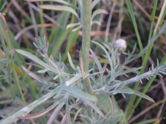 Centaurea
