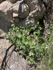 Phacelia rupestris