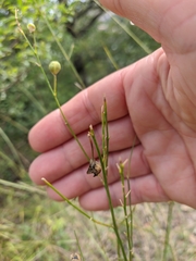 Anthericum ramosum