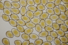 Puccinia graminis