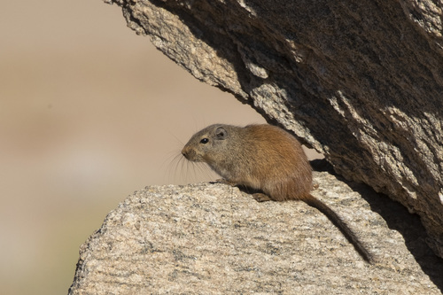 Dassie Rat