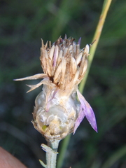 Centaurea