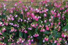 Nicotiana × sanderi