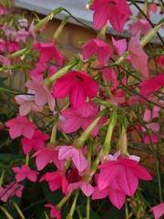 Nicotiana × sanderi