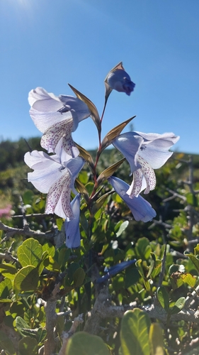 Image of Gladiolus caeruleus by (c) Jacques van der Merwe, some rights reserved (CC BY-SA)