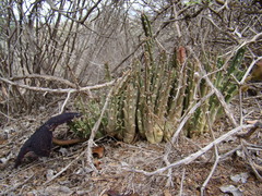 Tridentea gemmiflora