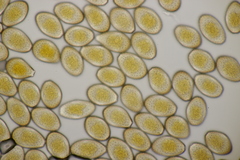 Puccinia graminis