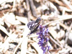 Chlosyne lacinia crocale