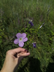Linum hirsutum