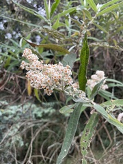 Buddleja salviifolia