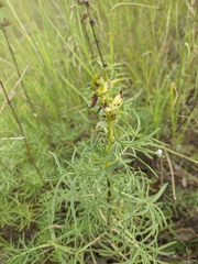 Salvia scabiosifolia