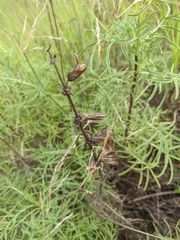 Salvia scabiosifolia