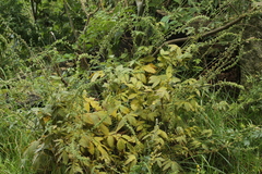 Quasipucciniastrum ochraceum