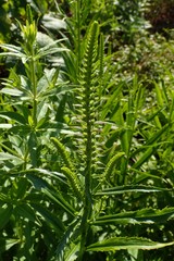 Physostegia virginiana