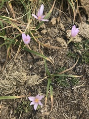 Colchicum autumnale