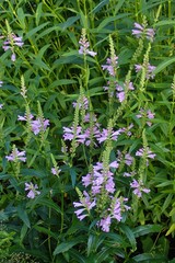 Physostegia virginiana