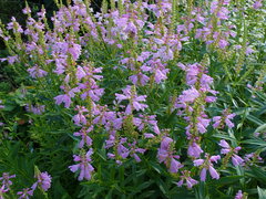 Physostegia virginiana
