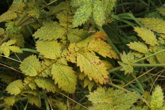 Quasipucciniastrum ochraceum