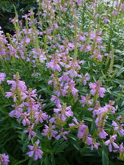 Physostegia virginiana