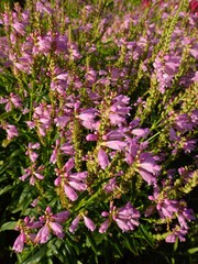Physostegia virginiana