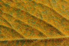 Quasipucciniastrum ochraceum