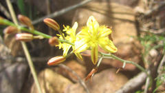 Bulbine favosa