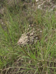 Allium flavum tauricum