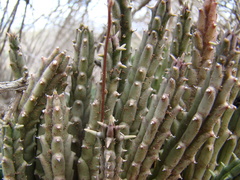 Tridentea gemmiflora