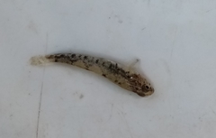 Economidichthys trichonis