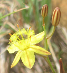 Bulbine favosa