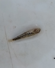 Economidichthys trichonis