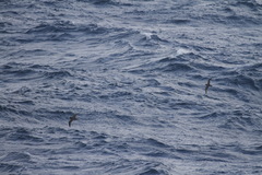 Procellaria aequinoctialis