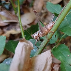 Antaxius spinibrachius