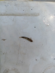 Economidichthys trichonis