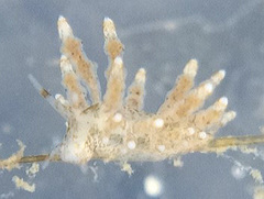 Eubranchus rustyus