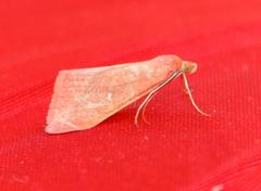 Rhodometra participata