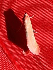 Rhodometra participata