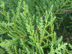 Juniperus foetidissima